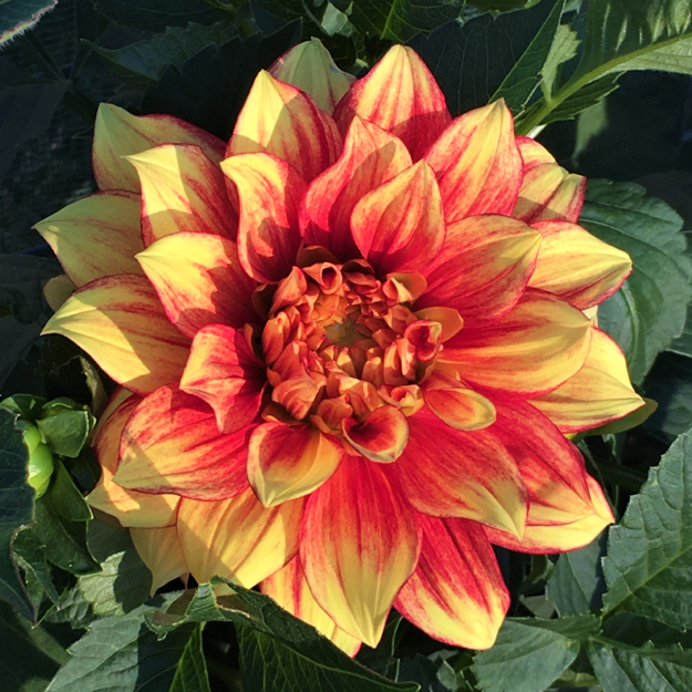 Dahlia Dazzling Magic